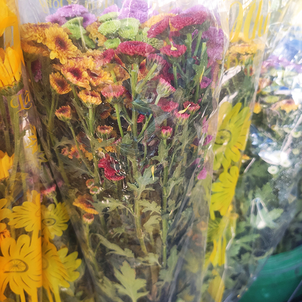 Hoa cúc Cali (màu ngẫu nhiên)